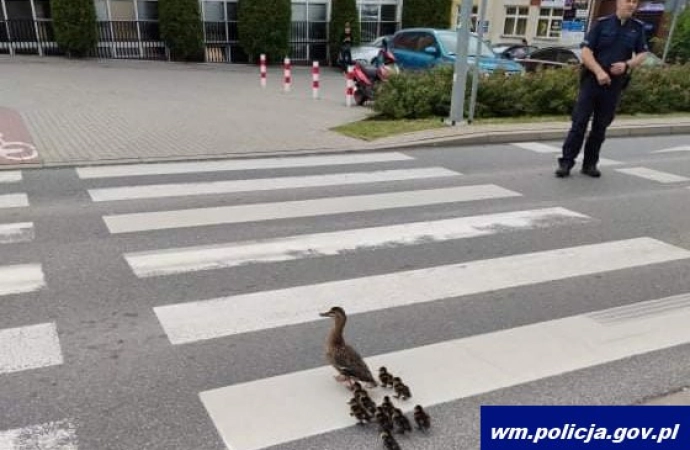 {W Kętrzynie policjanci pomogli bezpiecznie przejść przez ulicę kaczej rodzinie.}